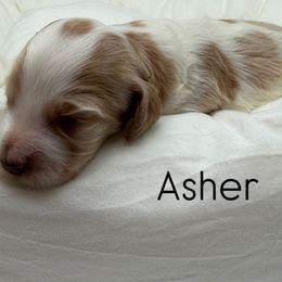 Asher - Caramel male Australian Labradoodle puppy in Denton, Texas from Liberty Hill Labradoodles