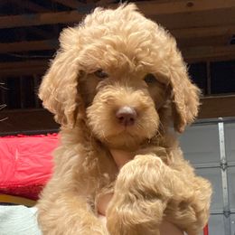 Girl 1 - Red female Assorted Doodle Crosses puppy in San Jacinto, California from Goldens and Doodles