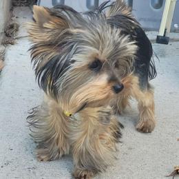 Cookie - Black and tan female Yorkshire Terrier puppy in Springville, Utah from Lundberg Yorkies