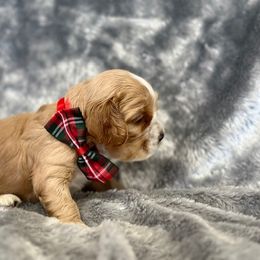 Cocker Spaniel Puppies from Bella Cavalier and Cockers