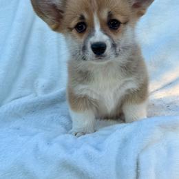 Scone - Red female Pembroke Welsh Corgi puppy in Hand County, South Dakota from Hills End Corgis