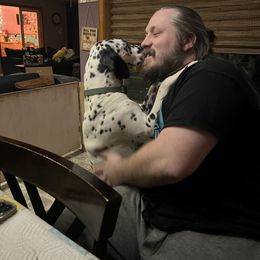 Dalmatian Puppies from Hallmark Dalmatians;