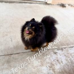 Lulu - Pomeranian