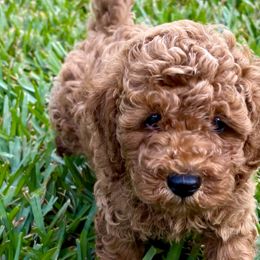 Navy Collar - Poodle puppy from Great Doodles & Poodles