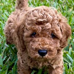 Navy Collar - Poodle puppy from Great Doodles & Poodles