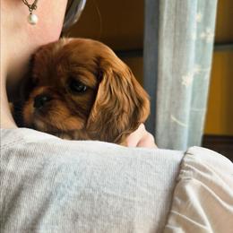June - Ruby female Cavalier King Charles Spaniel puppy in Castorland, New York from Faithful Friends Cavaliers