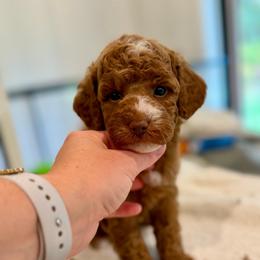 Blessing - Apricot male Poodle puppy in Salem, Oregon from Lavish Poodles