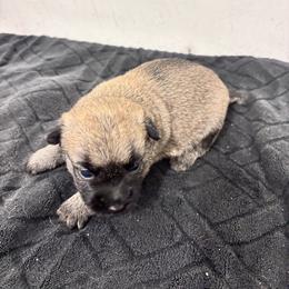 Penny - Cream female Cairn Terrier puppy in Mountain Grove, Missouri from CreekTop