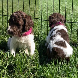 Poodle Puppies from The Parti Collection