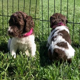 Poodle Puppies from The Parti Collection
