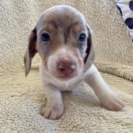 Drake - Chocolate and cream male Dachshund puppy in Granbury, Texas from Welden’s Miniature Dachshunds