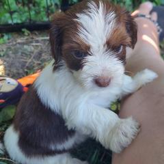 Shih Tzus and Shorkies from Rolling Meadows Shih tzus