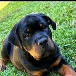 Rottweiler Puppies from Iron Clad Rottweiler