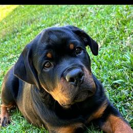 Rottweiler Puppies from Iron Clad Rottweiler