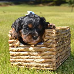 Liam - Black and tan male Cavalier King Charles Spaniel puppy in Resaca, Georgia from Freeman's Royal Cavaliers