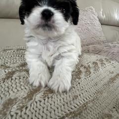 Mal-Shi, Maltese, and Maltipoo Puppies from Joy-fur puppies