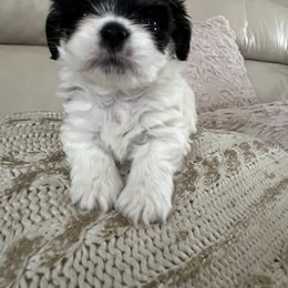 Mal-Shi, Maltese, and Maltipoo Puppies from Joy-fur puppies