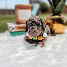 Goldendoodle Puppies from Posh Paws Puppies