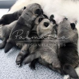 Norwegian Elkhounds from Palmahra