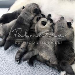 Norwegian Elkhounds from Palmahra