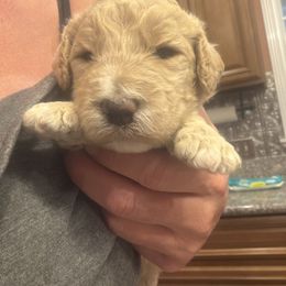 Cream runt girl - Cream female Goldendoodle puppy in Lumberton, Texas from Southeast Texas Goldendoodles