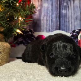 Pink Girl - Black female German Shepherd puppy in Ocala, Florida from Guardian Shepherds