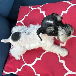 Cami - Parti female Miniature Schnauzer puppy in Canyon Lake, Texas from Chambers Schnauzers