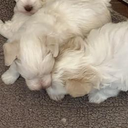 Miniature Schnauzer Puppies from A.R Miniature Schnauzers