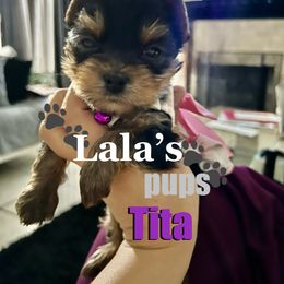 Yorkshire Terrier Puppies from Lala’s Pups