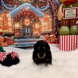 Nicco Russian American - Black and tan male Dachshund puppy in Call, Texas from Dachshund D’Amore