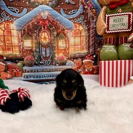Nicco Russian American - Black and tan male Dachshund puppy in Call, Texas from Dachshund D’Amore