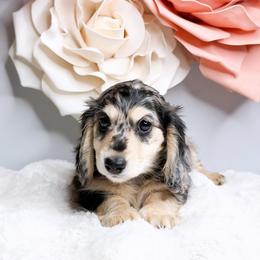 Coral - Dapple female Dachshund puppy in Redding, California from Jean & Mae Doxies