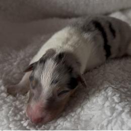 Artemis - Blue merle male Collie puppy in Malvern, Arkansas from Lost Acres Collies