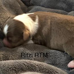 Red - Red tri male Toy Australian Shepherd puppy in Lame Deer, Montana from Bar M Toy Aussies