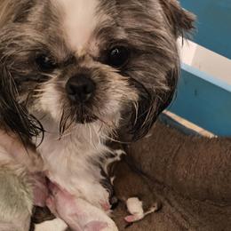 Mal-Shis, Maltese, Maltipoos, and Shih Tzus from Cooley's Cuddle Pups
