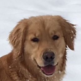 Golden Retrievers from Barefoot Goldens