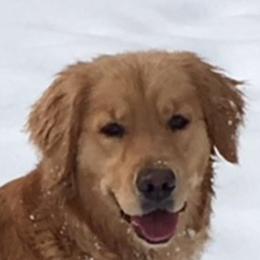 Golden Retrievers from Barefoot Goldens