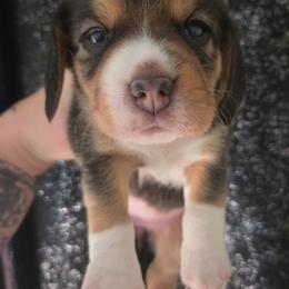 Volpix - Black fawn and white female Beagle puppy in Brockway, Pennsylvania from Sugar Hill Hounds