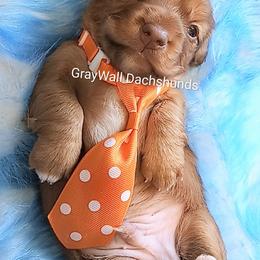 AKC-Opie Taylor - Dapple male Dachshund puppy in Bates City, Missouri from Gray Wall Dachshunds