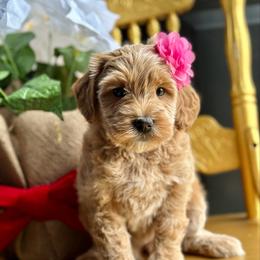 Neoma - Apricot female Goldendoodle puppy in Adolphus, Kentucky from Deerly Poodles