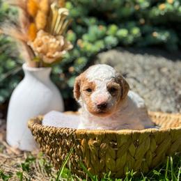 Joy - Parti female Goldendoodle puppy in Urbana, Illinois from ZaraDoodles