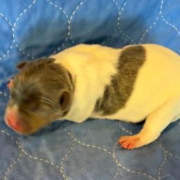 Happy - Blue white and tan female Rat Terrier puppy in Savoy, Texas from Rockin EZ Rat Terriers