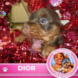 DIOR - Chocolate and tan female Yorkshire Terrier puppy in Eastpointe, Michigan from TLC Kennels TenderLittleCuties
