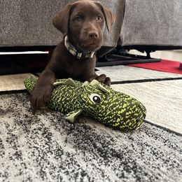 Labrador Retriever Puppies from Red Barn Family Labs