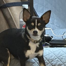 Alie - Chihuahua