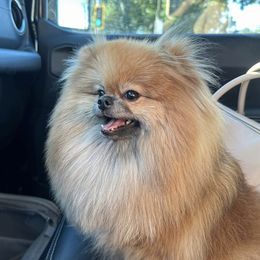 Coco - Pomeranian