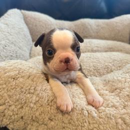 Girl 2 - Red female Boston Terrier puppy in Brookville, Ohio from Best Friend Bostons