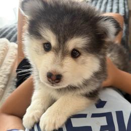 Oreo - Black and white male Pomsky puppy in Grandview, Washington from Alyssa’s Pomskies