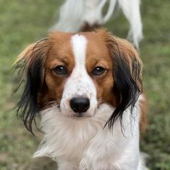 RAIDEN - Nederlandse Kooikerhondje