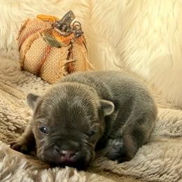 Boo Berry with OFA Parents - Blue female French Bulldog puppy in Billings, Montana from Yellowstone Frenchies